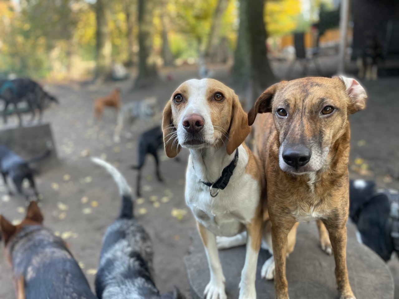 In der Tagesstätte "Canidos" in Gelsenkirchen dreht sich alles um den Hund. 