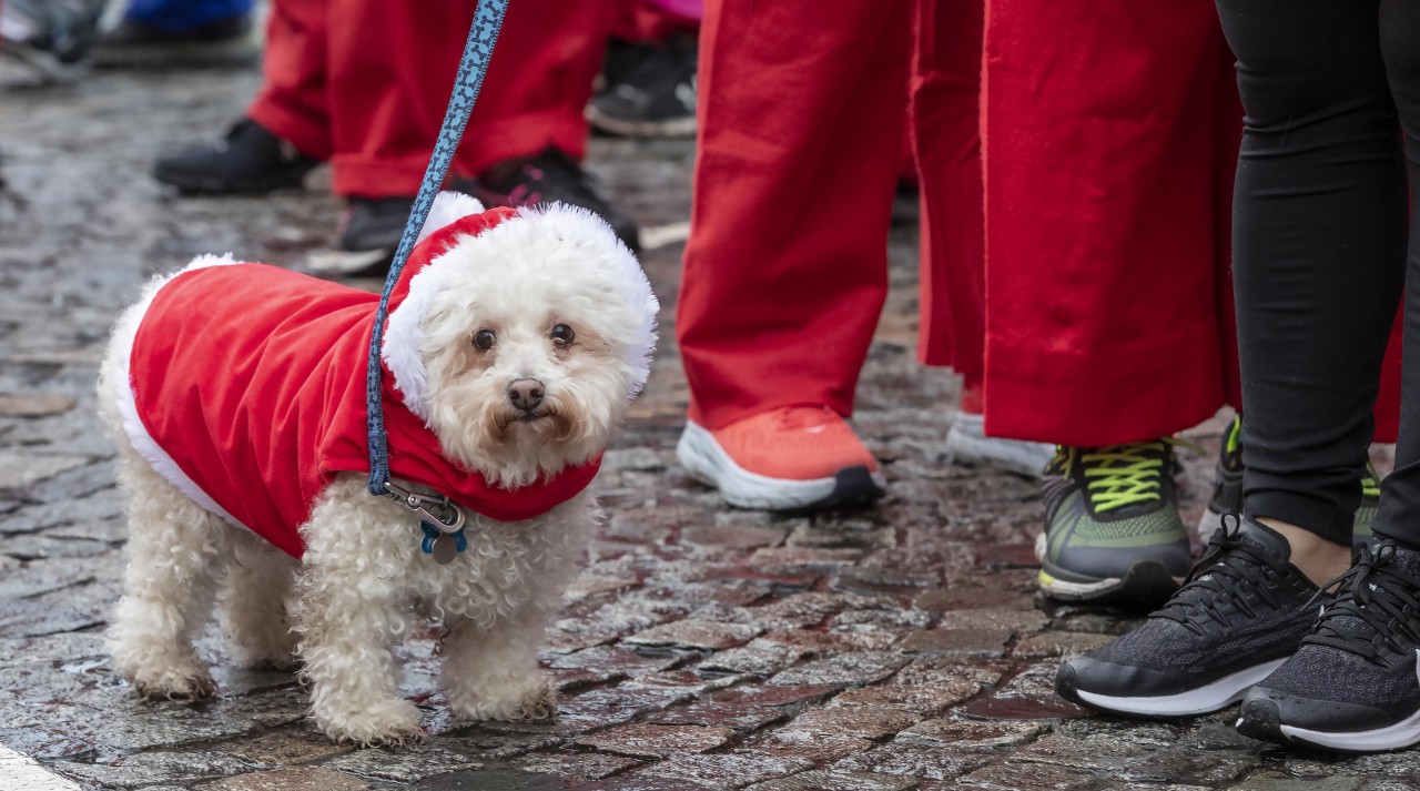 Ein Gelsenkirchener Herrechen kann das Verhalten andere Hunde-Halter nicht nachvollziehen. (Symbolbild)