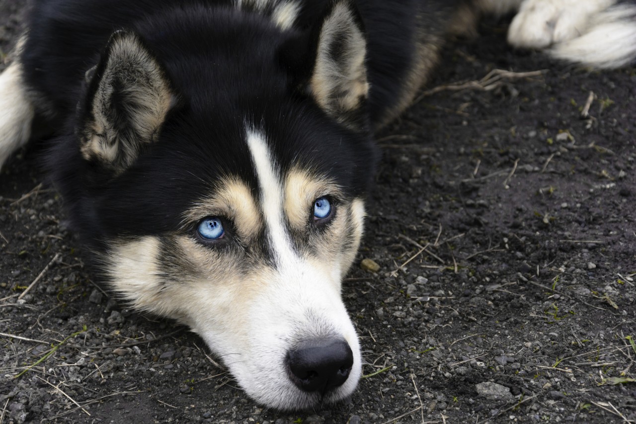 Hund in Duisburg: Drei Frauen machten eine beunruhigende Entdeckung (Symbolfoto).