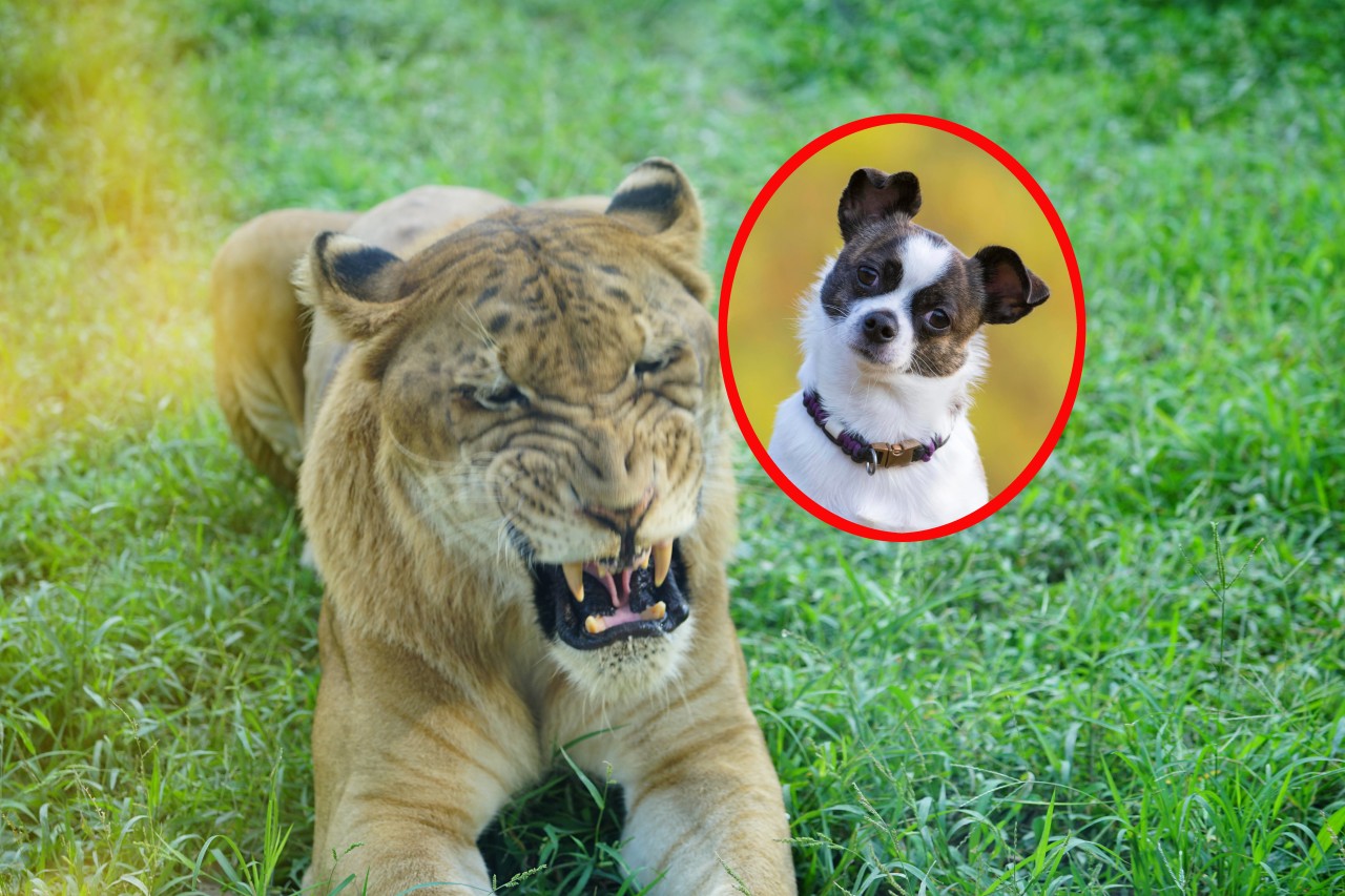 In einem Zoo hat ein kleiner Hund plötzlich das Sagen. (Symbolbild)