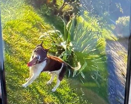 Unter anderem mit diesem Foto suchte die Polizei nach Hund Lucki. 