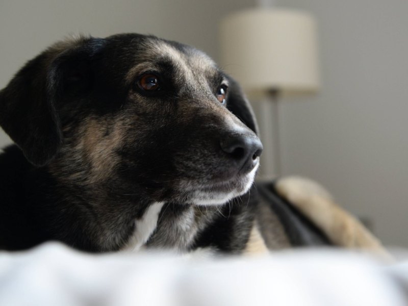 Hund: Mann bringt Tier Hitlergruß bei (Symbolbild).