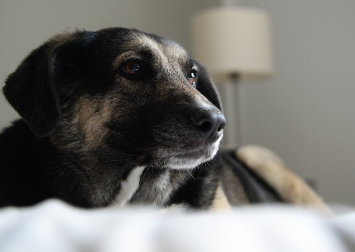 Hund: Mann bringt Tier Hitlergruß bei (Symbolbild).