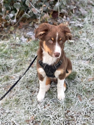 Hund in Mülheim vermisst! Hast du Denver gesehen?