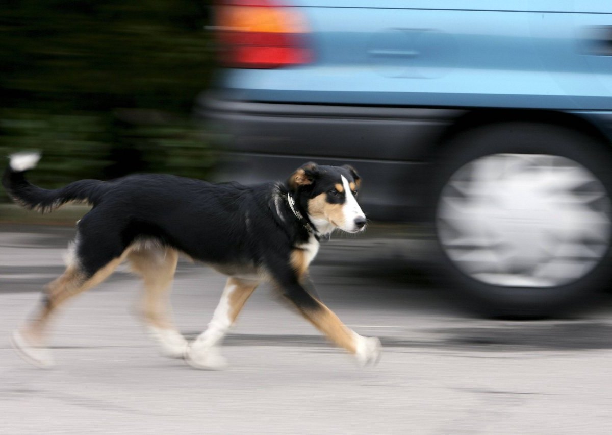 Hund NRW.jpg