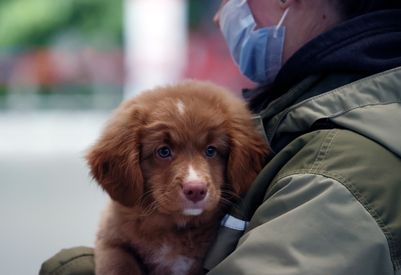 Warnung an alle Hunde-Besitzer in NRW und darüber hinaus! (Symbolbild)