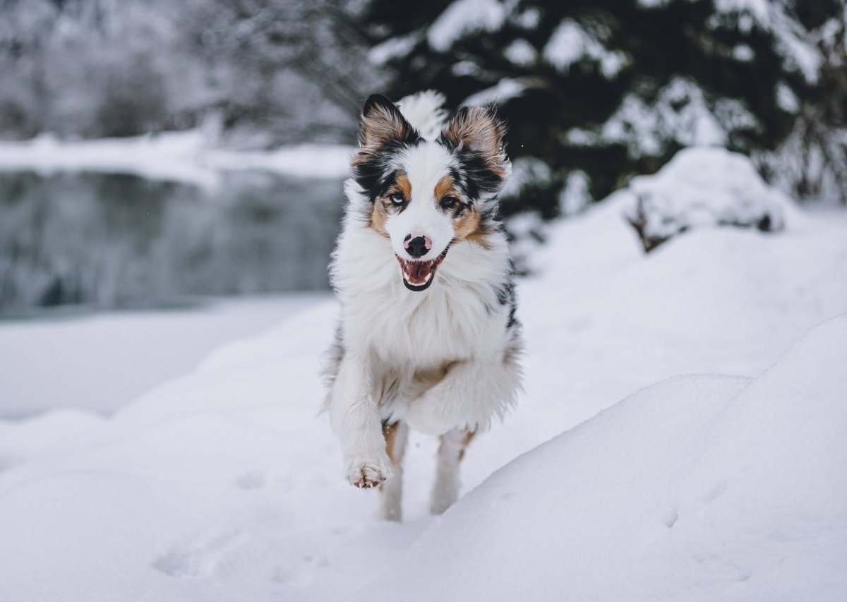 Hund Schnee