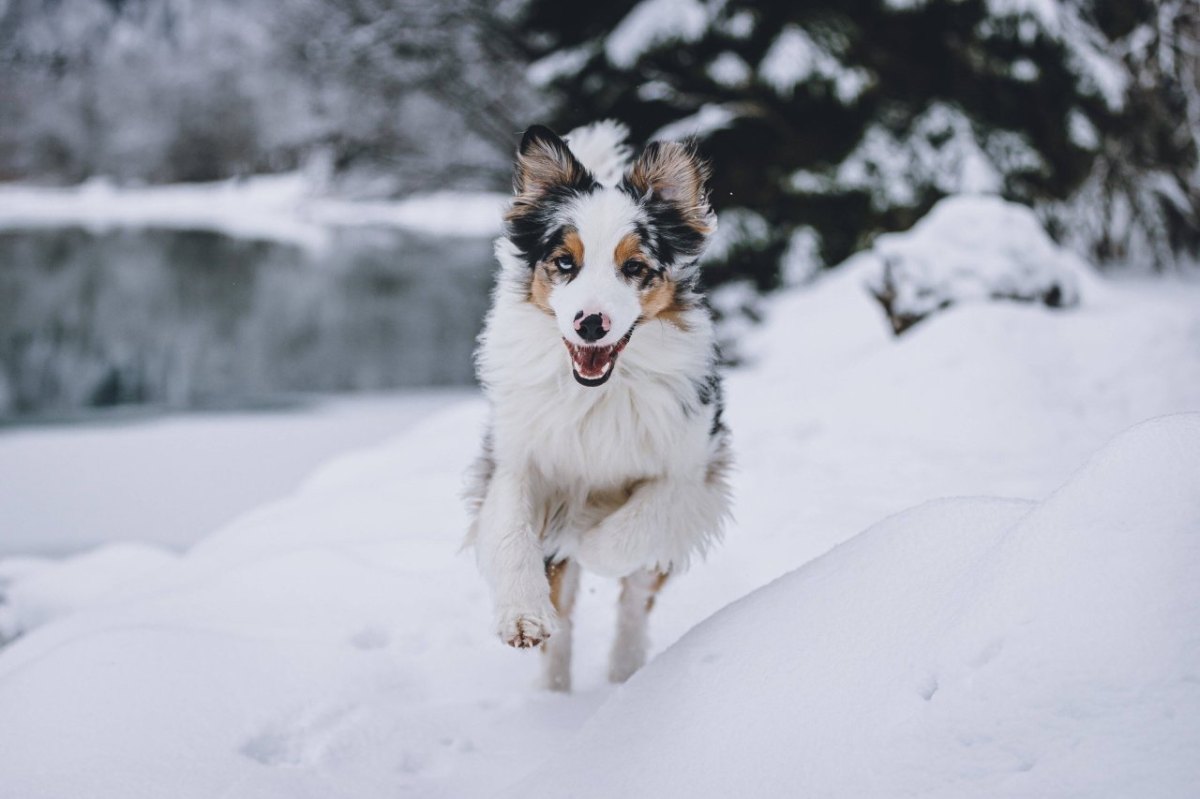 Hund Schnee