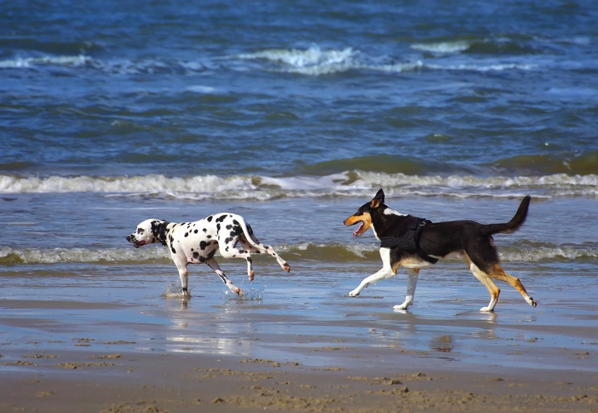 Hund Sylt.jpg