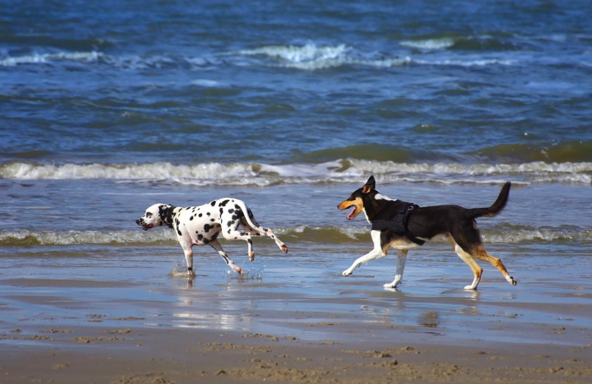 Hund Sylt.jpg