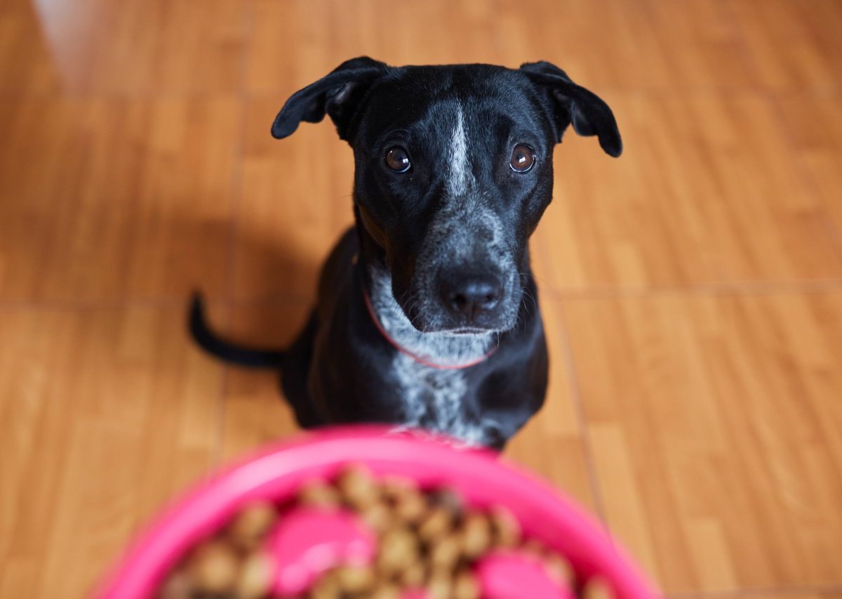 Hund bettelt um Pizzastück – als ein Mann ihm nichts gibt, wird es blutig