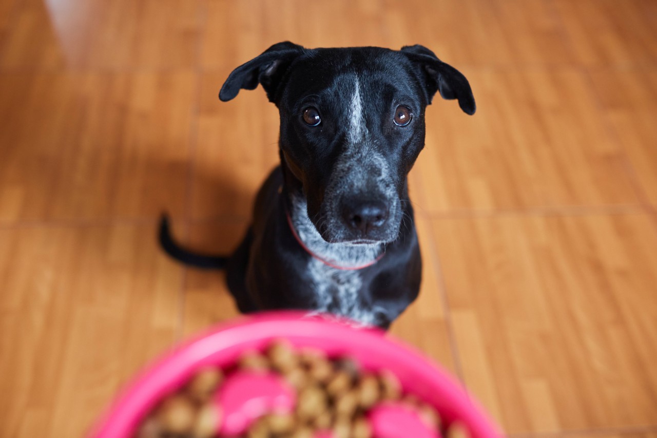 Hund bettelt um Pizzastück – als ein Mann ihm nichts gibt, wird es blutig (Symbolbild). 