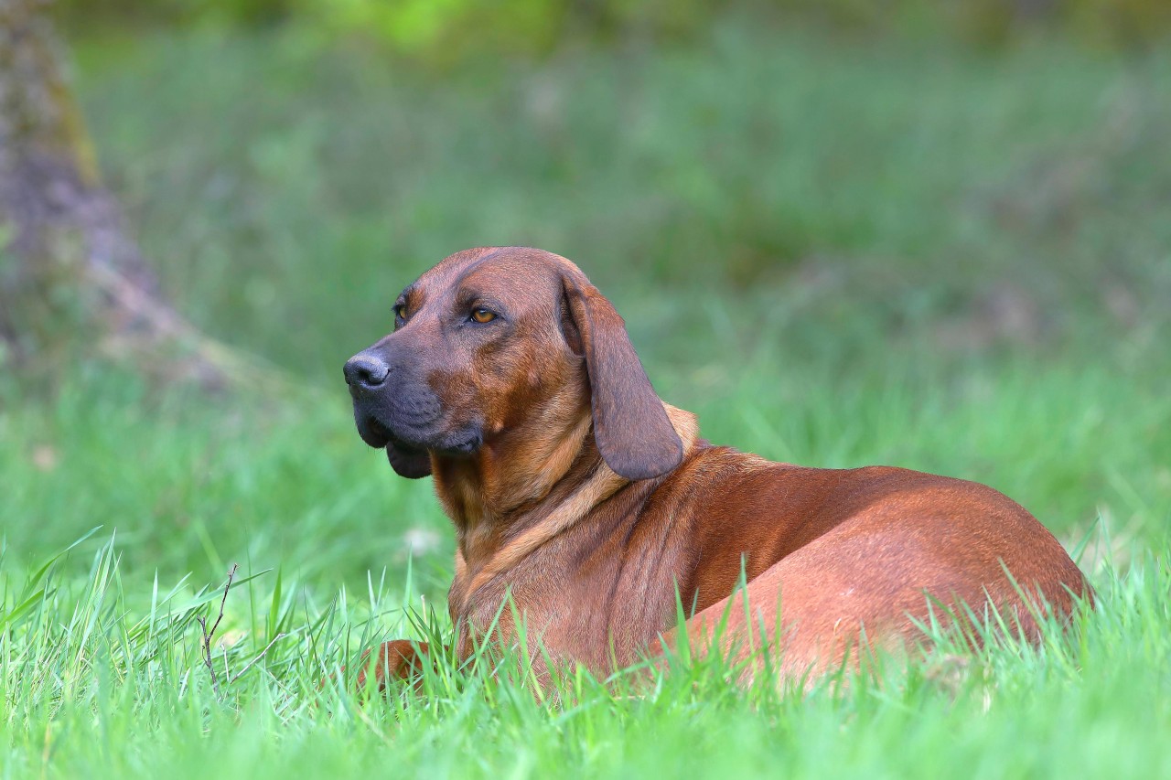 Ein Hund musste ins Tierheim. Seine Reaktion rührt (Symbolfoto).