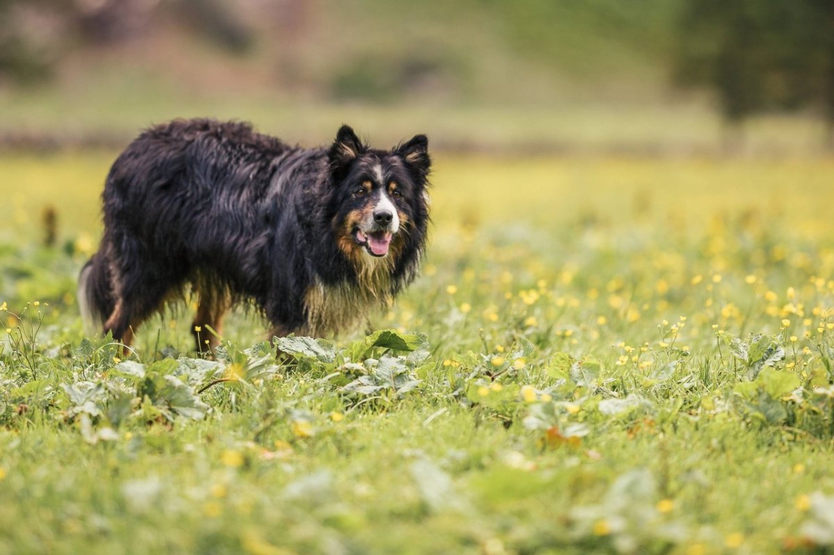 Hund_imago images  Eibner Europa.jpg