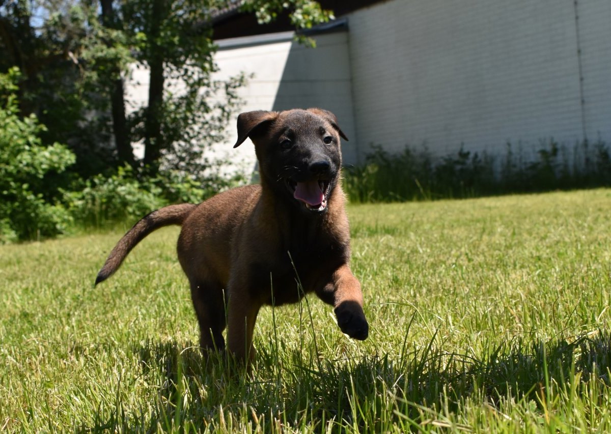 Hund in Duisburg trude polizei.jpg