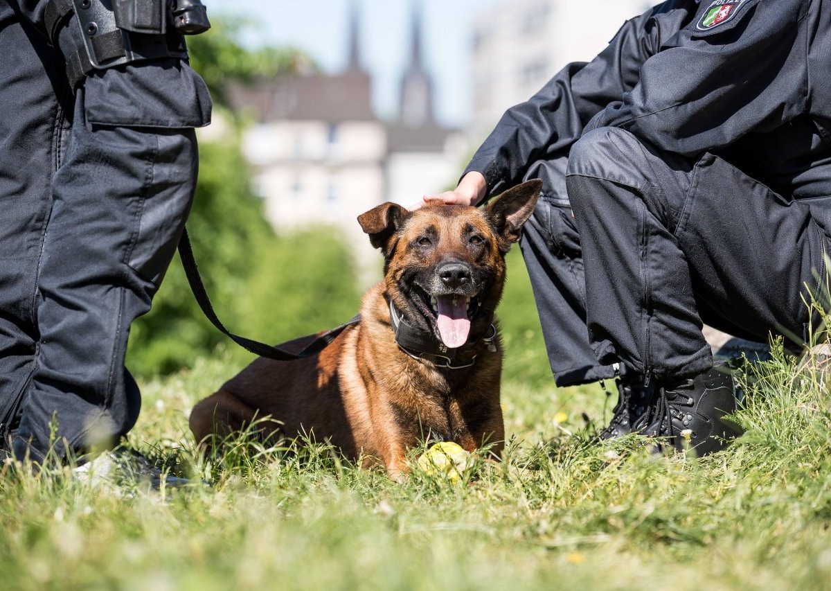 Hund in Gelsenkirchen