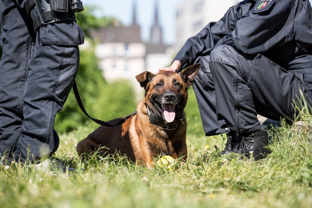 Hund in Gelsenkirchen