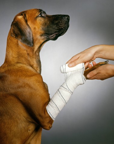 Der Hund aus Mülheim hatte sich bei dem nächtlichen Spaziergang glatt den halben Ballen seiner Pfote weggeschnitten. (Symbolbild)