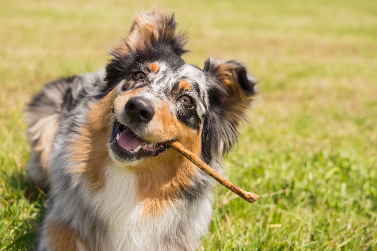 Hund in NRW: Australian Shepherd „Rudi“ sucht ein neues Zuhause. (Symbolbild)