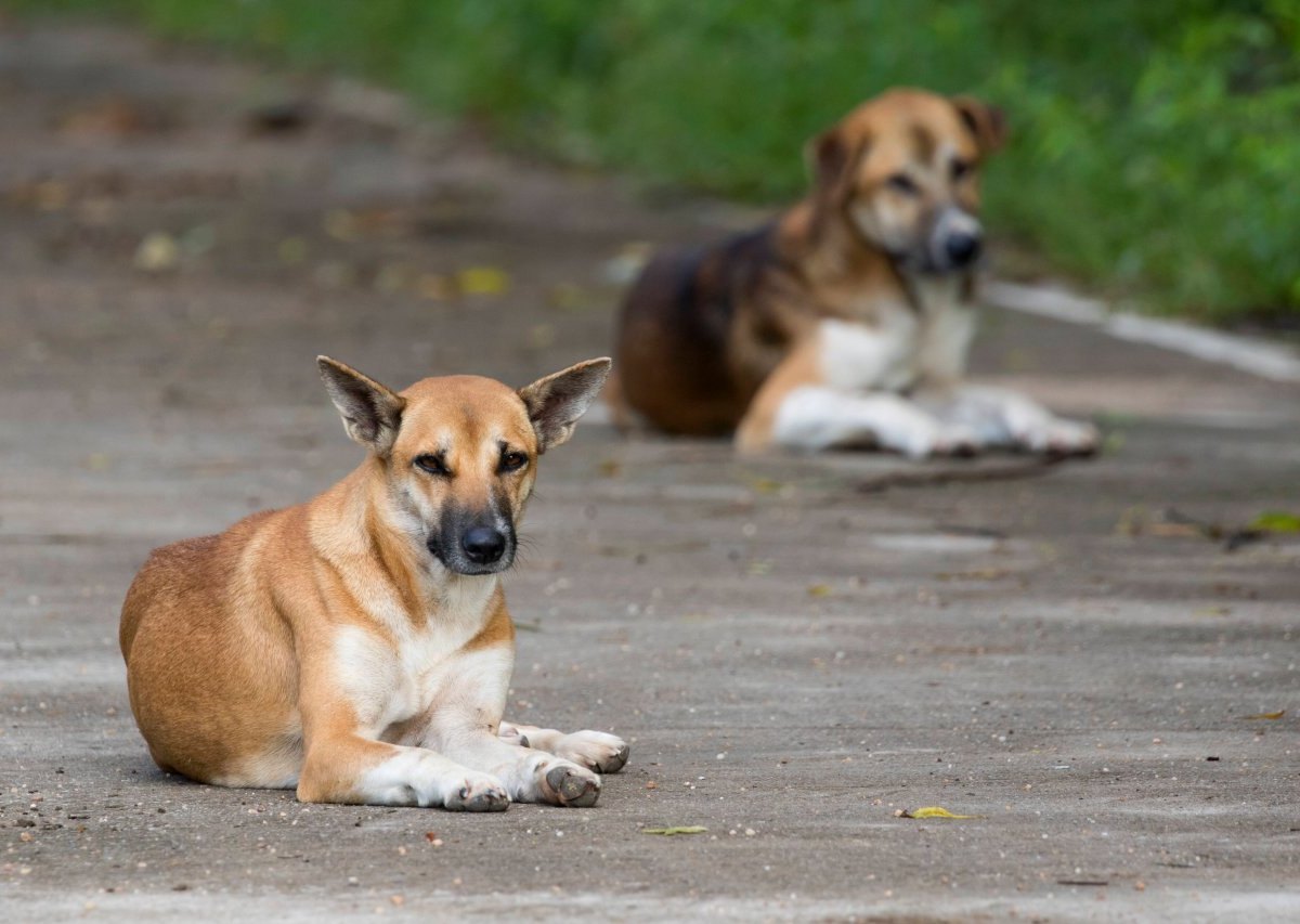 Hund-in-NRW.jpg