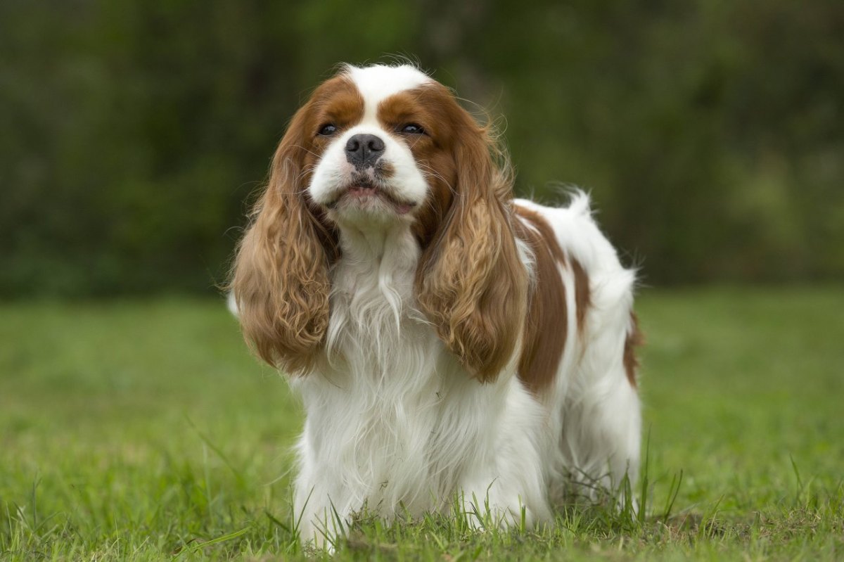 Hund muss sterben, weil Tierarzt schlimmen Fehler macht.