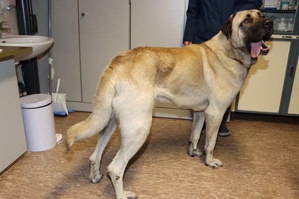 Wer erkennt diesen Kangal-Rüden aus Mülheim? Gemeinsam mit einem zweiten Kangal wurde er auf der Straße gefunden. 