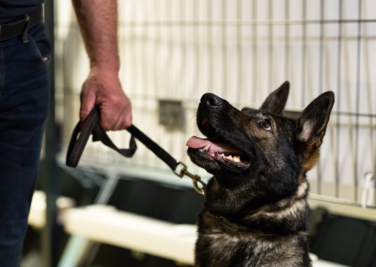 Hund in Gelsenkirchen wird während einem Polizeieinsatz zum Helden. (Symbolfoto)