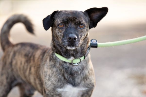 Hund Toto wartet im Tierheim auf neue Besitzer – wegen seiner Erkrankung waren die vorherigen überfordert. 