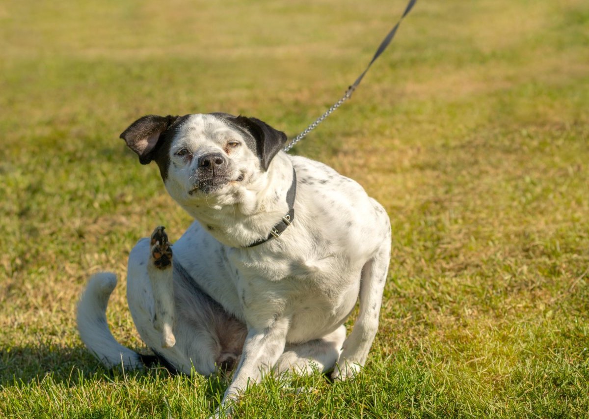 Hunde.jpg