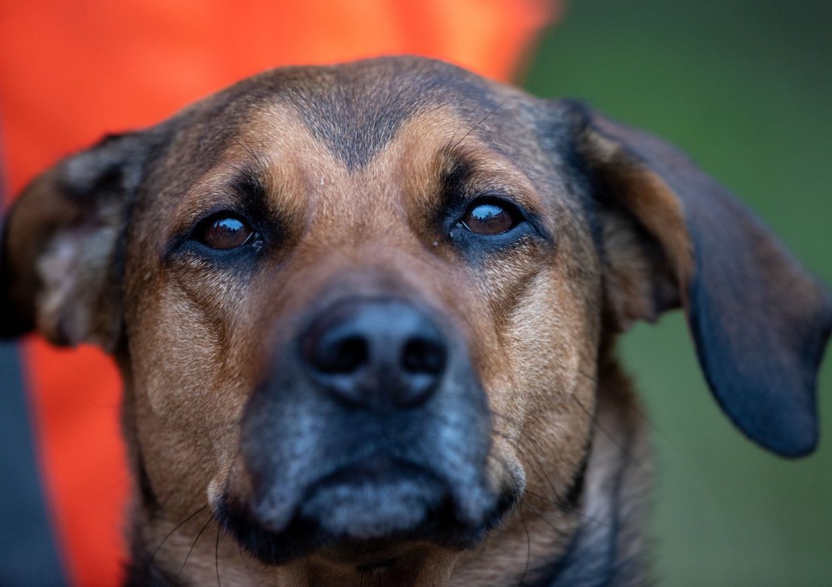 Hunde_Essen.jpg