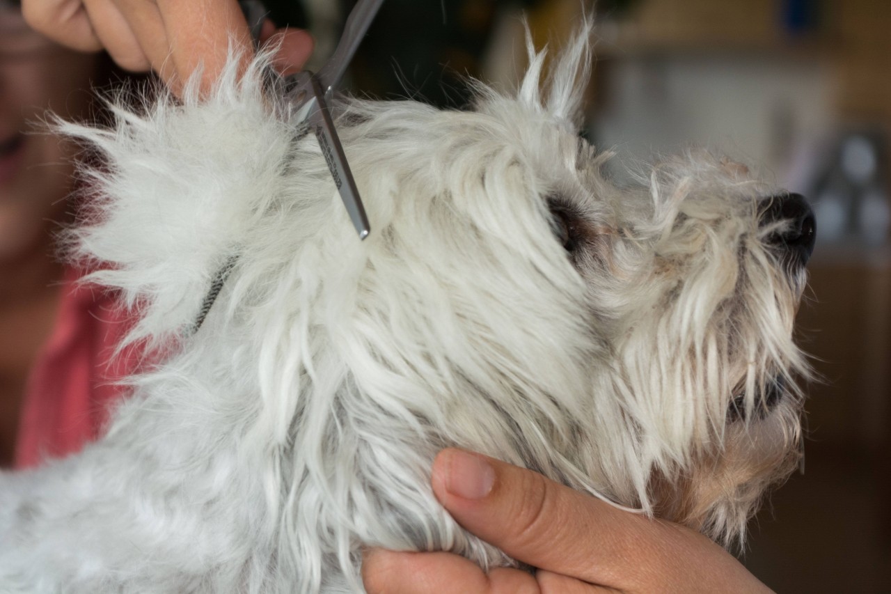 Ein Besuch beim Hundefriseur hatte für eine Familie aus den USA bittere Folgen. (Symbolbild)