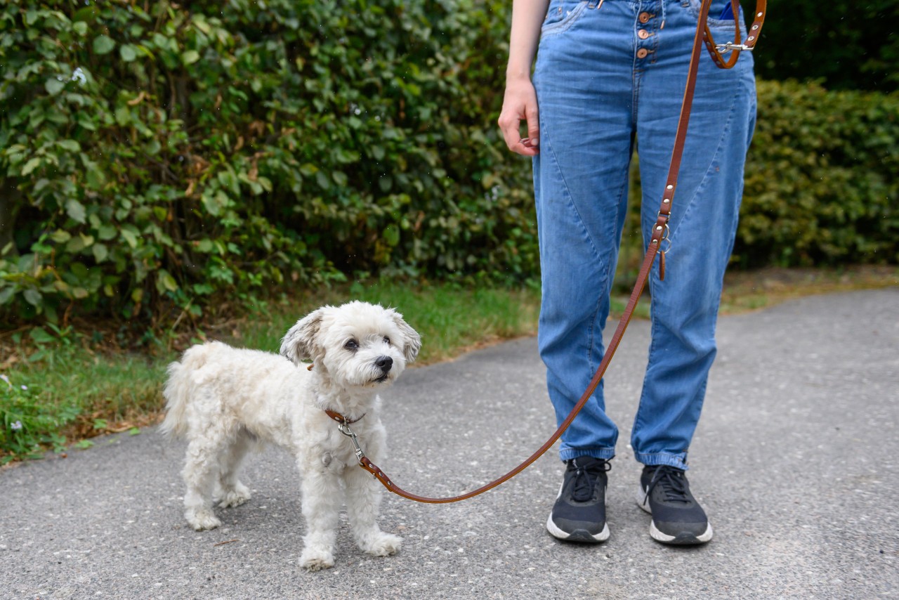 Keine Hundesteuer mehr für Hartz-4-Empfänger und Rentner in Berlin. Doch das sorgt auch für Empörung. 