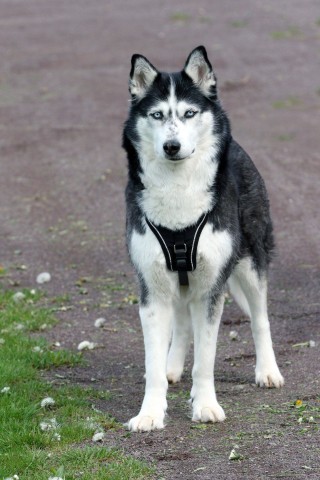 Ein Husky ist ein Rudeltier und kann auch für sich selbst sorgen. (Symbolbild)