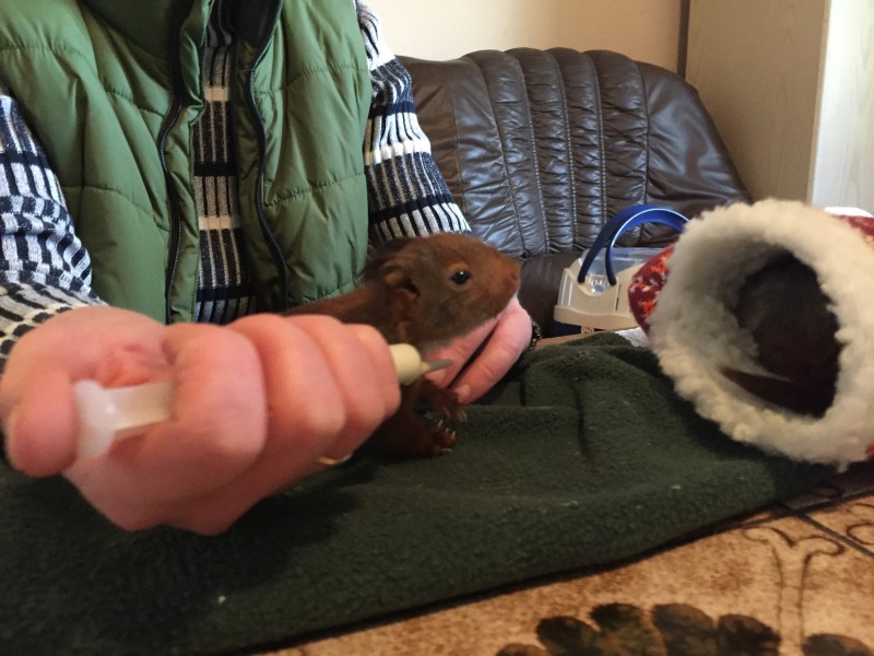 Die kleinen Eichhörnchen bekommen Katzenmilch.