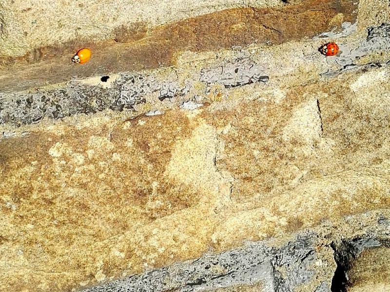 Drei verschiedene Marienkäfer-Musterungen hat Jannis Langwieler in Hattingen fotografiert. 