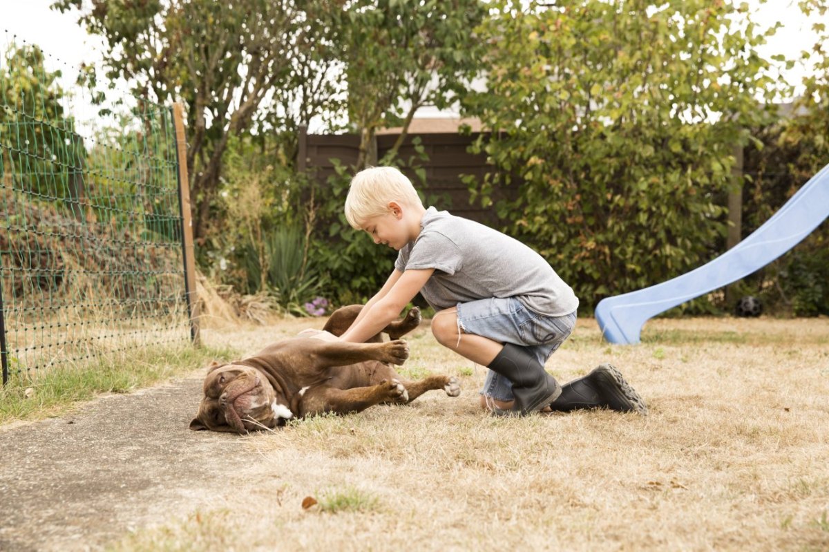 Junge Hund Symbolbild.jpg