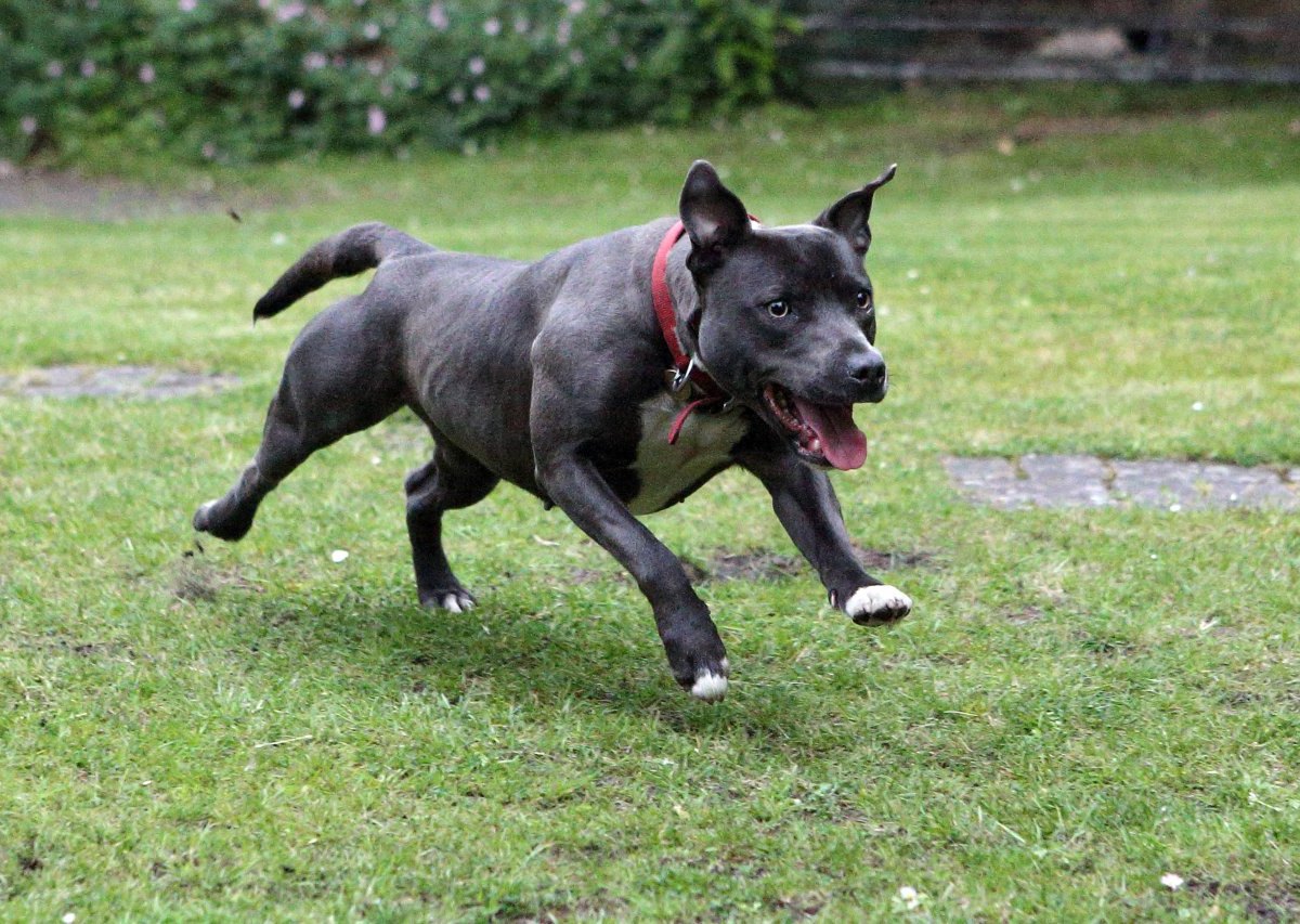 Kampfhund attackiert rentner.jpg