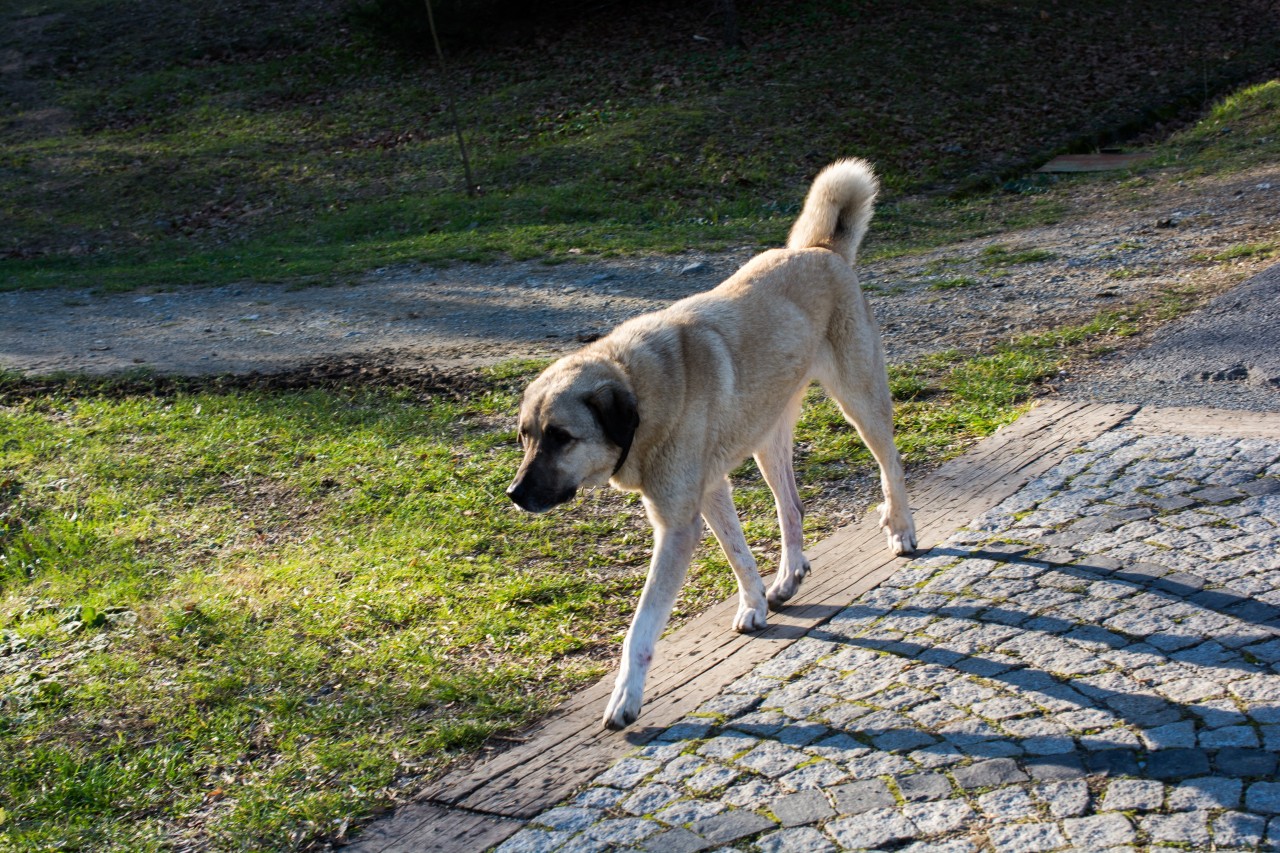 Ein Kangal hat in Bayern seine Halterin gebissen und wurde eingeschläfert. (Symbolbild)