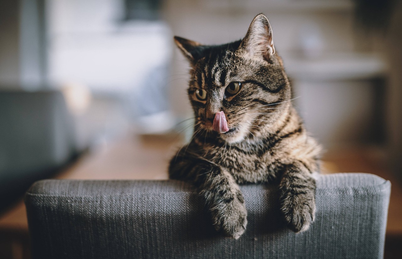 Eine Katze hat ihrer Besitzerin ein ganz besonderes „Geschenk“ gemacht. (Symbolbild)