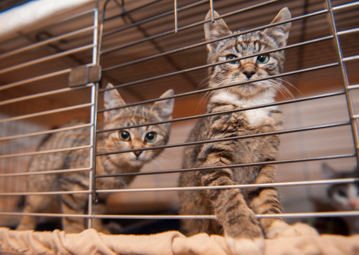 Katzen im Tierheim Gelsenkirchen