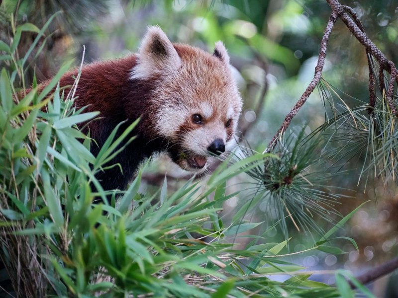 Kleiner Panda.jpg