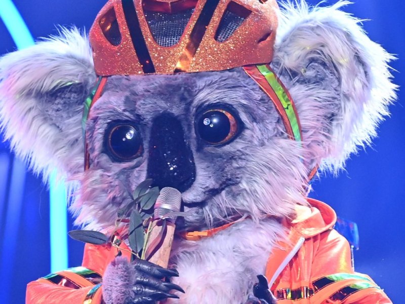 Koala.jpg