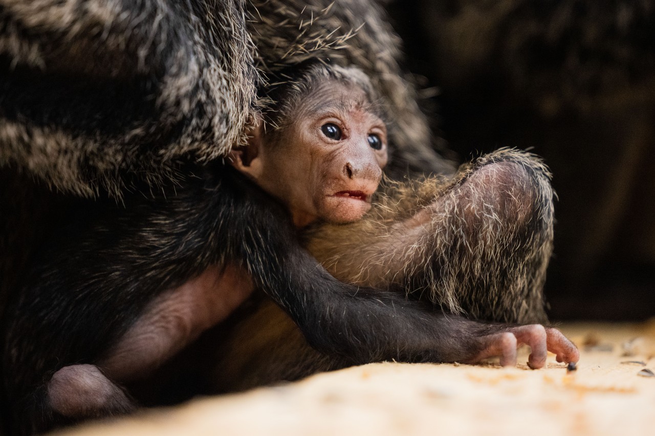 Im Kölner Zoo ist zuletzt das Das Weißkopfsaki-Baby „Mana“ zur Welt gekommen. Wer es live sehen will, muss jetzt tiefer in die Tasche greifen.