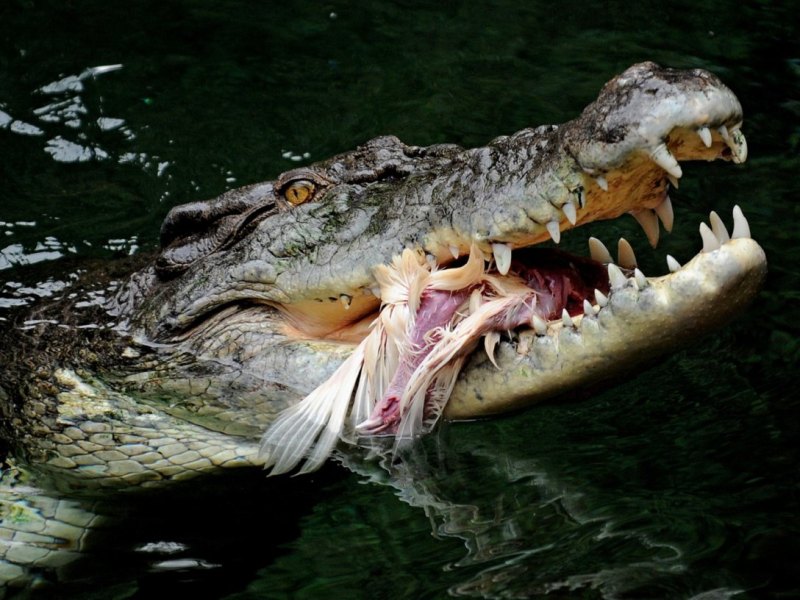 Krokodil in Australien griff Kinder beim Schwimmen an.jpg