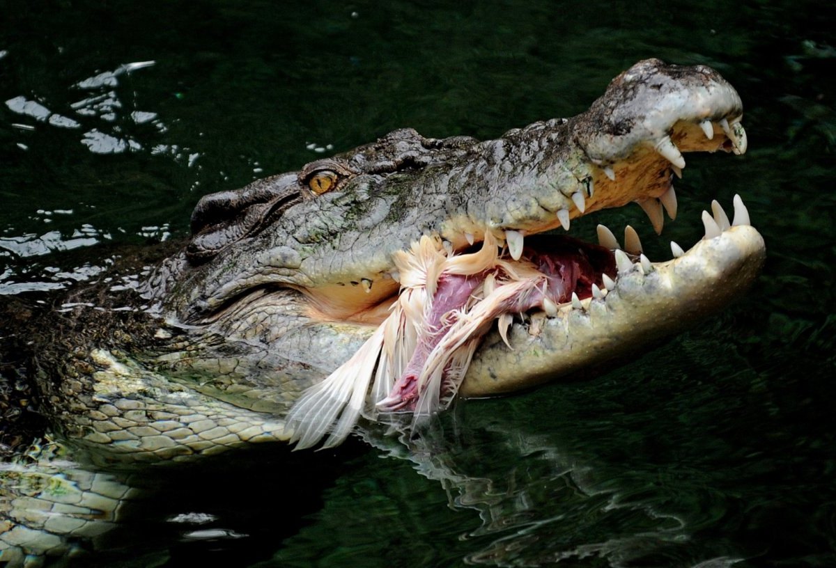 Krokodil in Australien griff Kinder beim Schwimmen an.jpg