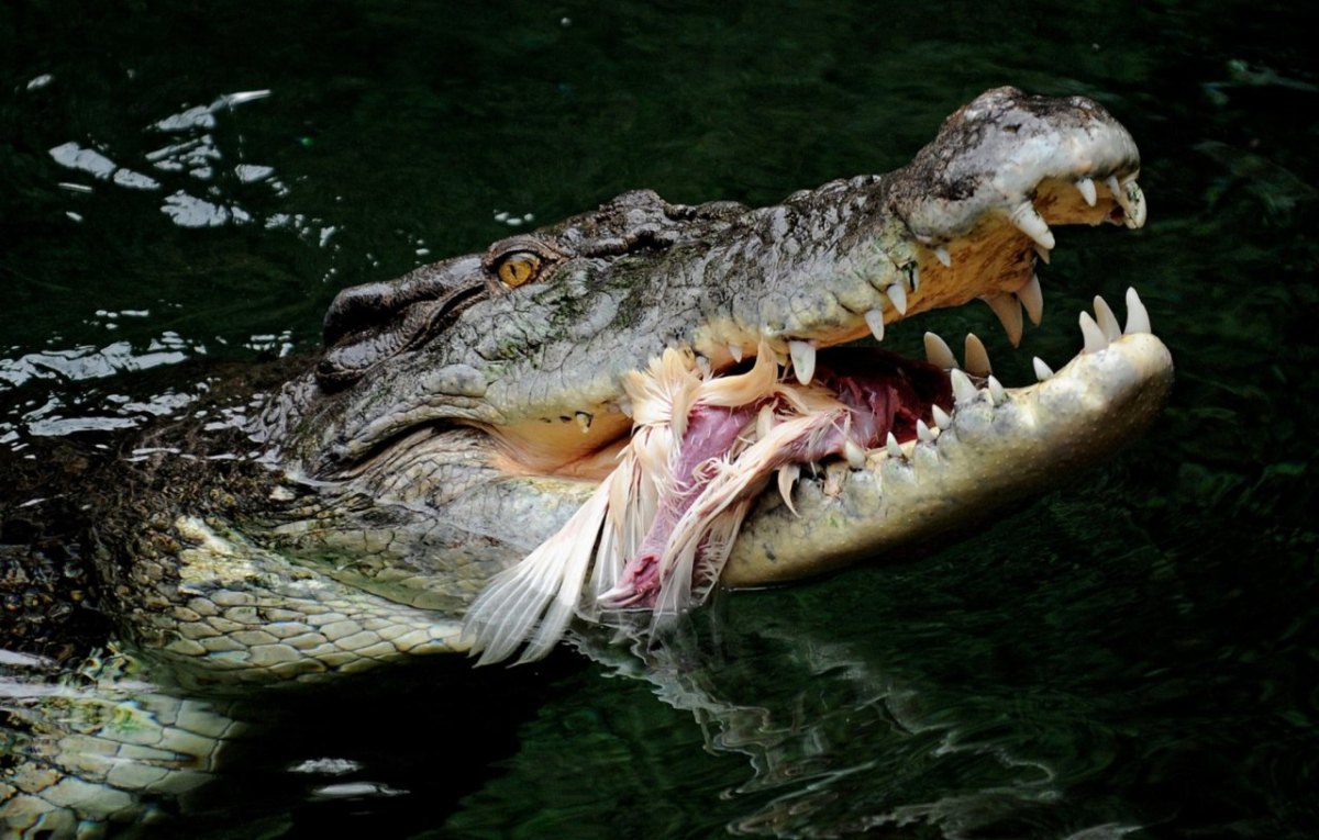 Krokodil in Australien griff Kinder beim Schwimmen an.jpg