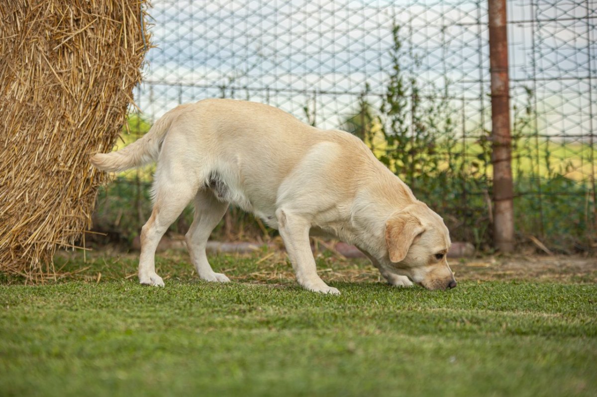 Labrador.jpg