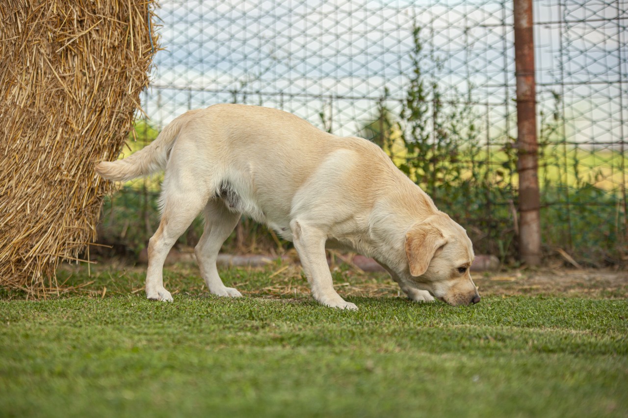 Ein Labrador hat einer Frau vermutlich das Leben gerettet. (Symbolbild)