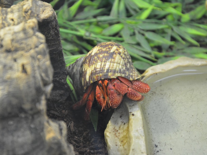 Ein Landeinsiedlerkrebs im Zoo Zajac.