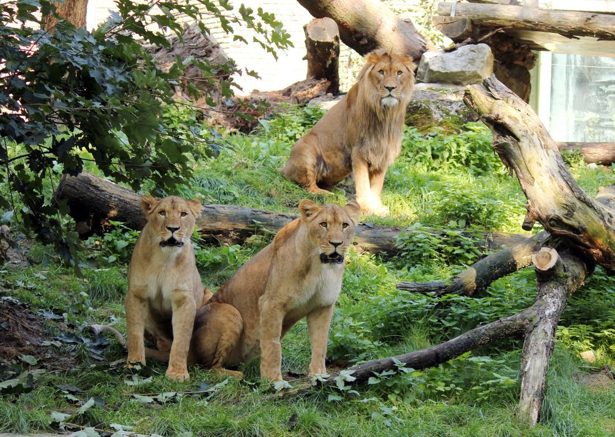 Löwen_Zoo Duisburg_Presse.jpg